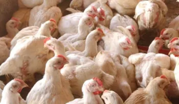 Aumentan precio de libra de pollo en la frontera