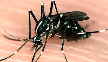 Mitos y verdades sobre la chikungunya: un té de mango verde con canela y malagueta no cura nada