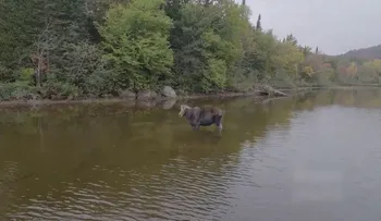 La increíble lucha entre un alce y un lobo: 5 minutos de furia y una maniobra épica por sobrevivir