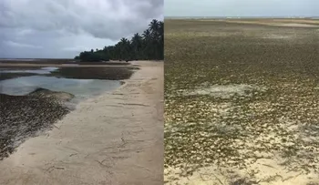 Descartan que retiro del mar en Las Terrenas tenga que ver con tsunami