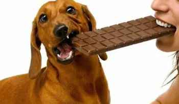 11 cosas que jamás debes hacer con tu perro