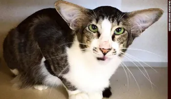 Un gato que se parece a un actor de Star Wars causa revuelo 