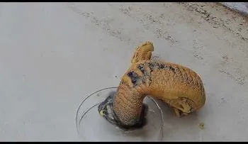 ¿Un portal al infierno? Una "serpiente" aparece en un experimento