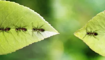 ¡A combatirlas! Que las hormigas no se coman nuestras plantas