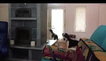 La filmación de sus dos perritos derrite corazones