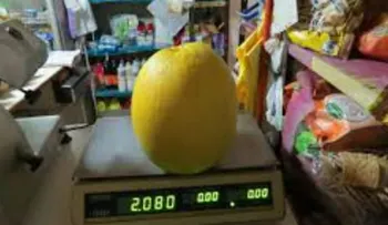 Cosechan un "super" limón de dos kilos