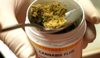 Arrancan en Puerto Rico sondeos sobre reglamento de marihuana medicinal