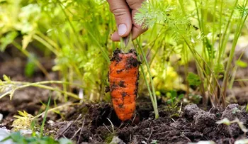 Hacer jardinería te hace feliz y te quita la depresión