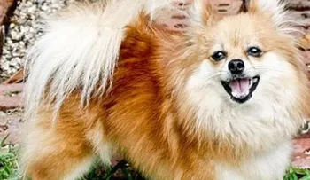 Increíble! Hombre asesina su niña y se la da a comer a un perro