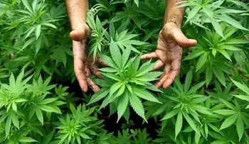 Logran cultivar un alimento con semillas de 800 años de antigüedad y el resultado es sorprendente