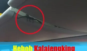 Un escorpión se mueve por los compartimentos de un avión 