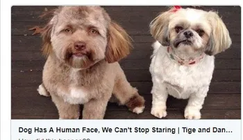 Perro con cara de humano causa furor en la Red