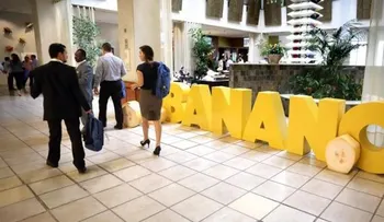  Un nuevo método de mejora genética puede ser respuesta a hongo del banano 
