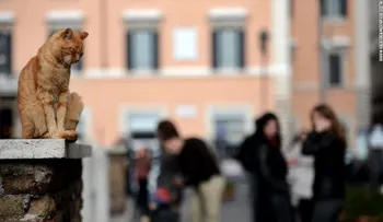 6 destinos para los amantes de los gatos