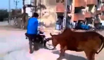 Un truco de moto se ve interrumpido de forma tan inesperada como curiosa
