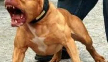 Anciana en Cleveland muere por ataque de perro pit bull 