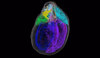 Crean el primer mapa tridimensional de las neuronas del corazón