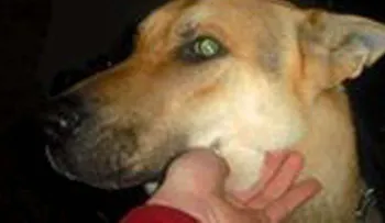 Un niño de 5 años murió ahorcado por su perro