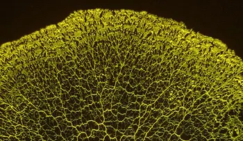 La vida inteligente existía antes de que apareciera el primer cerebro
