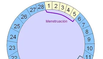 Días fértiles y cálculo de la ovulación (Video)