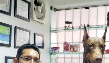Qué debe incluir tu botiquín para mascotas ante un terremoto, según veterinario