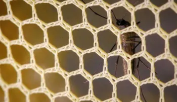 53 contagiados por virus Zika y 136 casos sospechosos en Ecuador