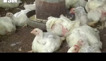 Productores avícolas sienten temor a posible quiebra por sobreproducción de pollo