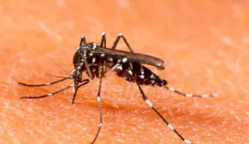 El ADN combatirá  el dengue en fin de semana largo