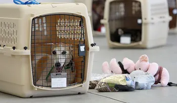 BuscandoaMika: Interjet pierde la mascota de una pasajera