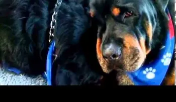 Un perro llora junto al cuerpo sin vida de su hermano: (Video conmovedor)
