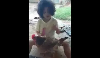 Una niña peina a su gallina y enloquece las redes (VIDEO)
