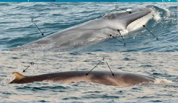 Captan por primera vez en video a ballena extremadamente rara (VIDEO)