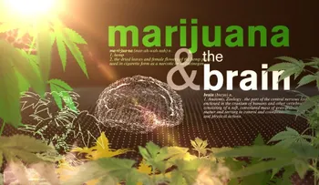 Marihuana legal: un experimento a escala global