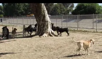Una ardilla entra en un parque de perros y miren lo que pasó