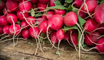12 razones de salud para comer rábano todos los días