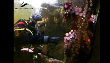 Acuario cancela sesión de apareamiento entre pulpos por miedo al canibalismo