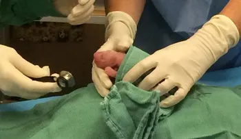 ¡Fueron dos!.. los pandas que nacieron en Washington