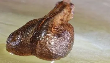 ¿Por qué ocultaron esto tanto tiempo? Científicos encuentran semilla que cura el cáncer