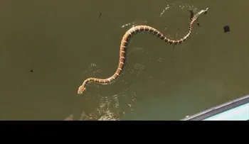 Navegan por un lago cuando una serpiente venenosa intenta subirse a bordo