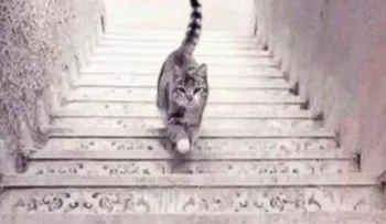 ¿El gato sube o baja las escaleras? Este test te revela tus aspectos más ocultos