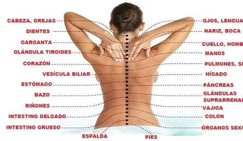 La verdadera causa del dolor: ¿Cómo la columna vertebral está conectada a los órganos internos?
