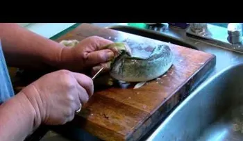 Video: Un pez inmortal que sigue vivo sin órganos