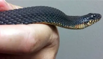 Una serpiente cautiva vuelve a reproducirse sin aparearse