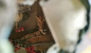 Un tigre huye de una inundación, se mete en una casa y se relaja en la cama 