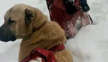 Una niña y su perro rescatan a una cabra y su bebé recién nacido