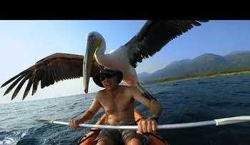 Este pelícano aprende a volar y pesca  (VIDEO)