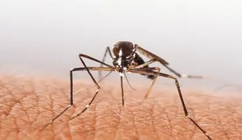El mejor remedio para ahuyentar los mosquitos de una vez por todas (VIDEO)
