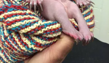 Si no has visto este bebé Wombats, tu día no está completo