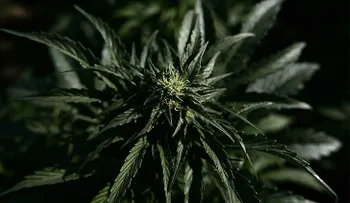 Canadá, primer país del G-7 que legalizará la marihuana
