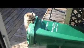 Un mapache se lleva a rastras un cubo de basura
